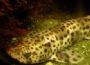 So sieht �brigens ein ausgewachsener Katzenhai aus. Der Name "Leoparden-Hai" h�tte auch gut gepasst, findest du nicht?